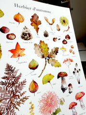 Herbier d'automne