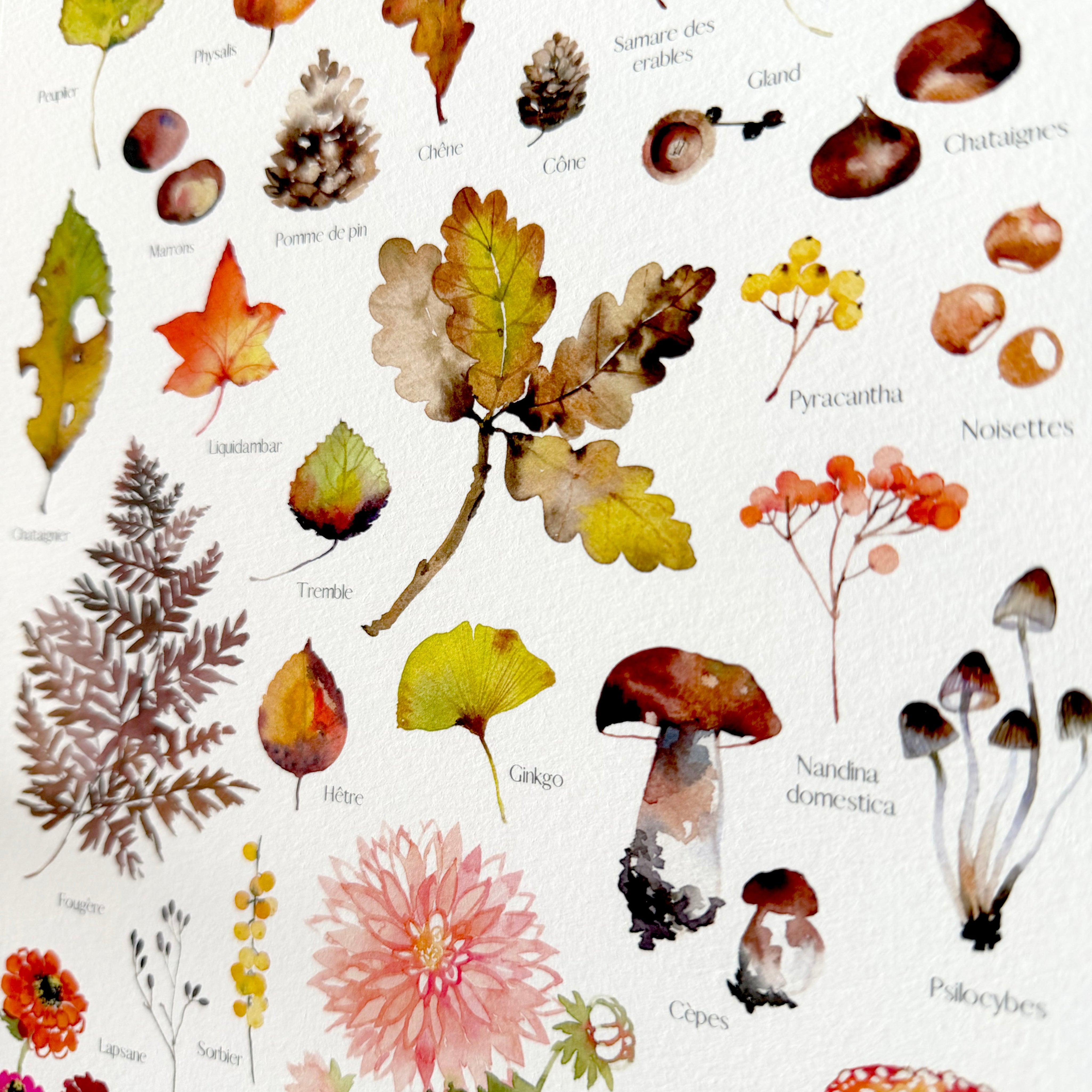 Herbier d'automne