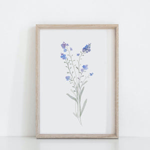 MYOSOTIS