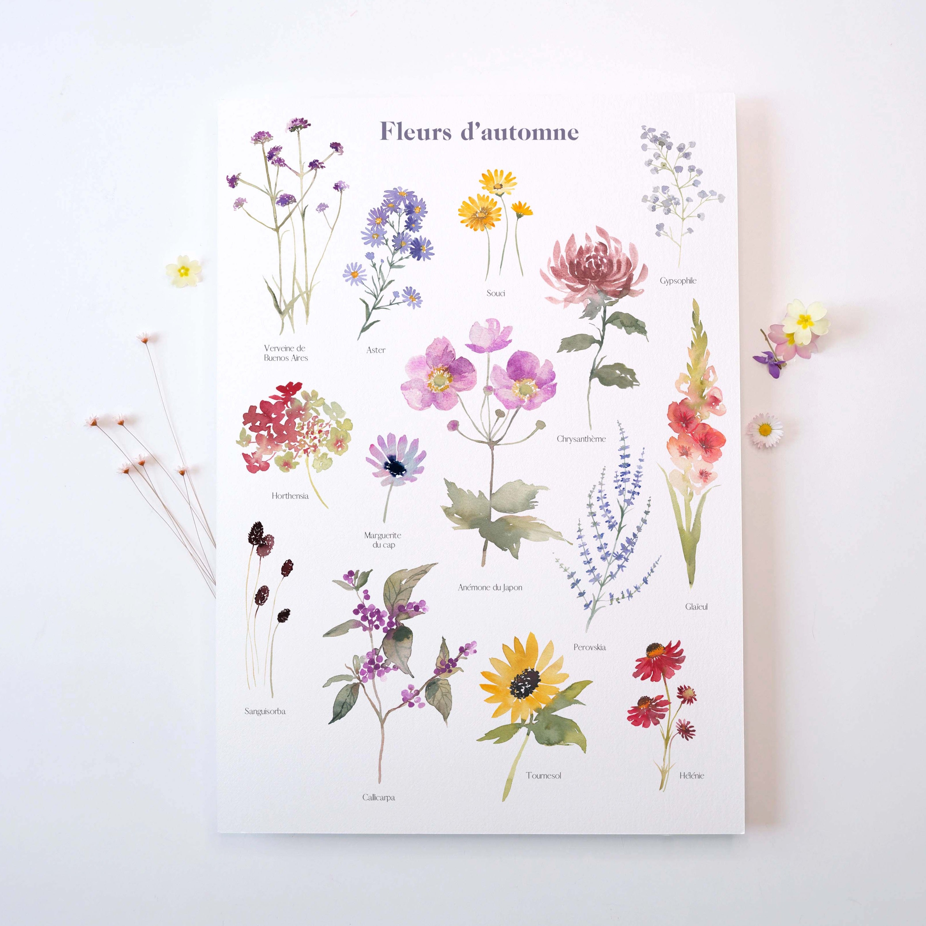 FLEURS D'AUTOMNE