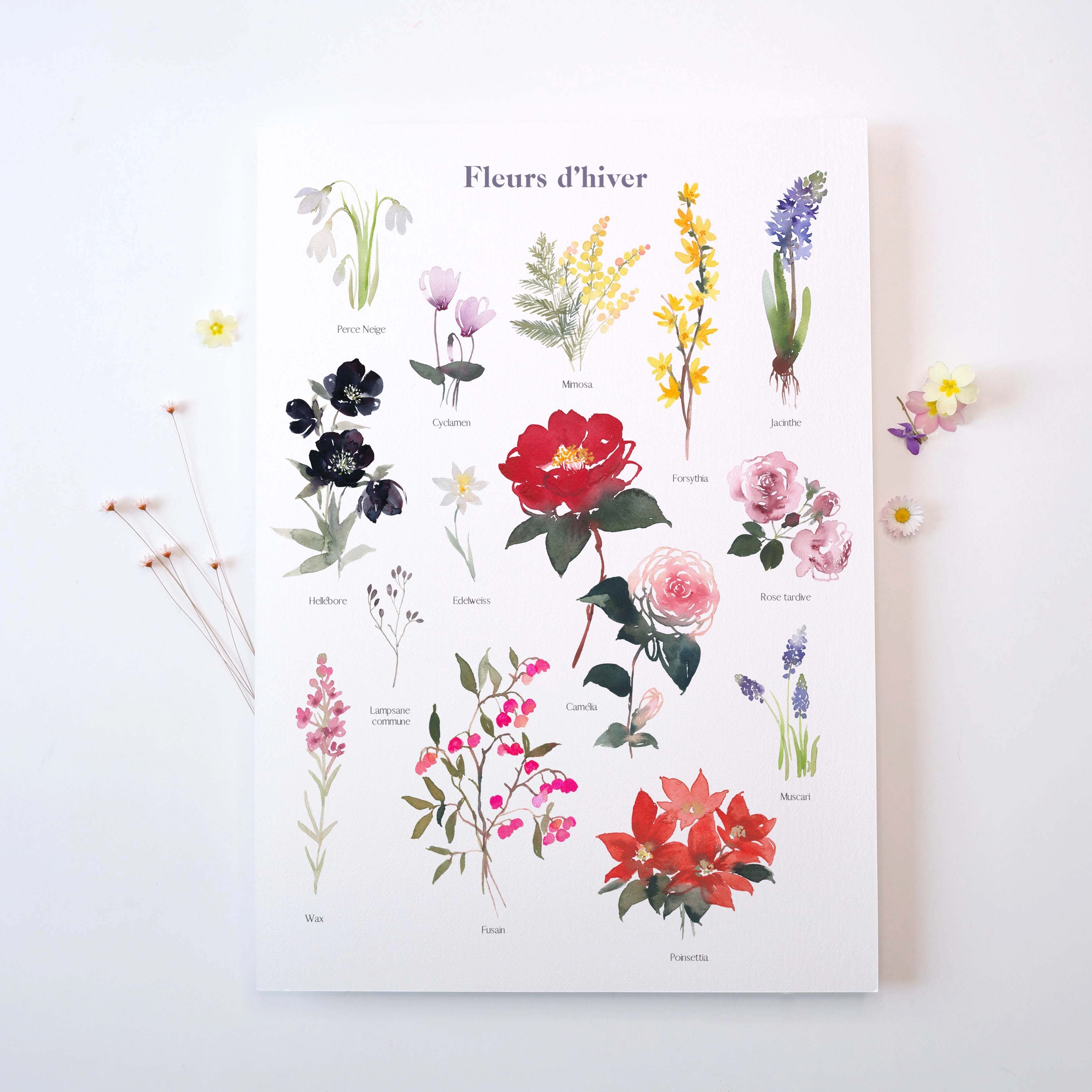 FLEURS D'HIVER
